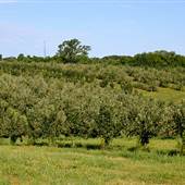 Peter's Orchard & Market