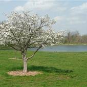 Independence woods