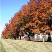 Tree-lined Land