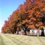 Tree-lined Land