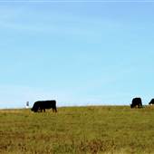 Open Pasture in Buckner