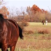 Country Living