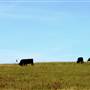 Open Pasture in Buckner