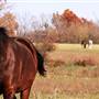 Country Living