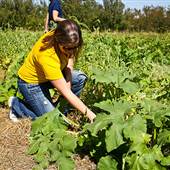 Alldredge Orchards