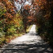 Overgrown Colorful Country Road