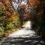 Overgrown Colorful Country Road